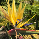 Set 4 Yellow Bird of Paradise Plants Live, 4-8 Inch Tall Tropical Plants for Indoor Outdoor Growing