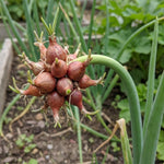 10 Egyptian Walking Onion Bulbs, Perennial Onion Topsets for Planting