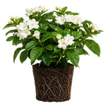 Maid of Orleans Jasmine Plant Live 4-7 Inches Tall, Fragrant Flowering Vine for Garden, Patio Containers and Indoor Growing