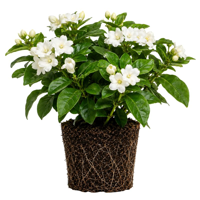 Maid of Orleans Jasmine Plant Live 4-7 Inches Tall, Fragrant Flowering Vine for Garden, Patio Containers and Indoor Growing