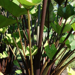 Colocasia Elephant Ears Live Plant, Alocasia Plant, Esculenta Taro Live Houseplant, 5-7 Inc Tall (Green Black Leaf and Stem)