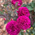 Climbing Rose Live Plant Well Rooted, No Leaf, Ready to Plant Indoor Outdoor, Climber Rose Bush, Hybrid Tea Rose Like, Very Fragrant, Long Bloomer (Purple)