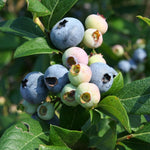 1 Blueberry Bush Live Plant 5 to 9 Inch Tall, Blueberry Plant Live for Planting, Sweet Blueberries Fruit Tree Live Plant (Elliott Blueberry)