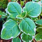 Set 3 Variegated Cuban Oregano Plants Live Mexican Mint Plant, Spanish Thyme Starter Plants from 4 Inc in Height, Fragrant Herb Well Rooted