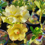 2 Mixed Desert Rose Plants Live, Adenium Desert Rose Plant Live, Perennial Flower Plants for Patio Gardening, 4-7 Inch Tall