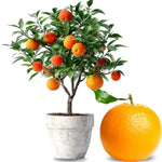 High-yielding Clementine Tree Live Plant, 1-2 Years Old in 1 Gallon Pot, Fast-Growing Mandarin Orange Citrus for Spring Planting Indoor Outdoor