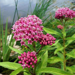 2 Butterfly Milkweed Plants Live, Asclepias Tuberosa Tropical Milkweed Flowers for Butterfly Garden, 4-9" Tall Perennials, No Pot Included (Pink Milkweed)