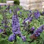 Butterfly Bush Plant Live, Perennial Buddleia Bushes Ready to Grow Outdoor 4-8 Inches (Purple Blue Buddleia)