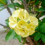 Set 2 Yellow Euphorbia Milii Plants, Crown of Thorns Live Plant, 5-8 Inc Tall, Hardy Euphorbia Flowering Houseplants