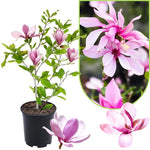 Magnolia Tree Live Plant 12 to 18 Inch Tall, Fragrant Magnolia Plant Live, Magnolia Bush Live Plant in Gallon Pot (Ann Magnolia)