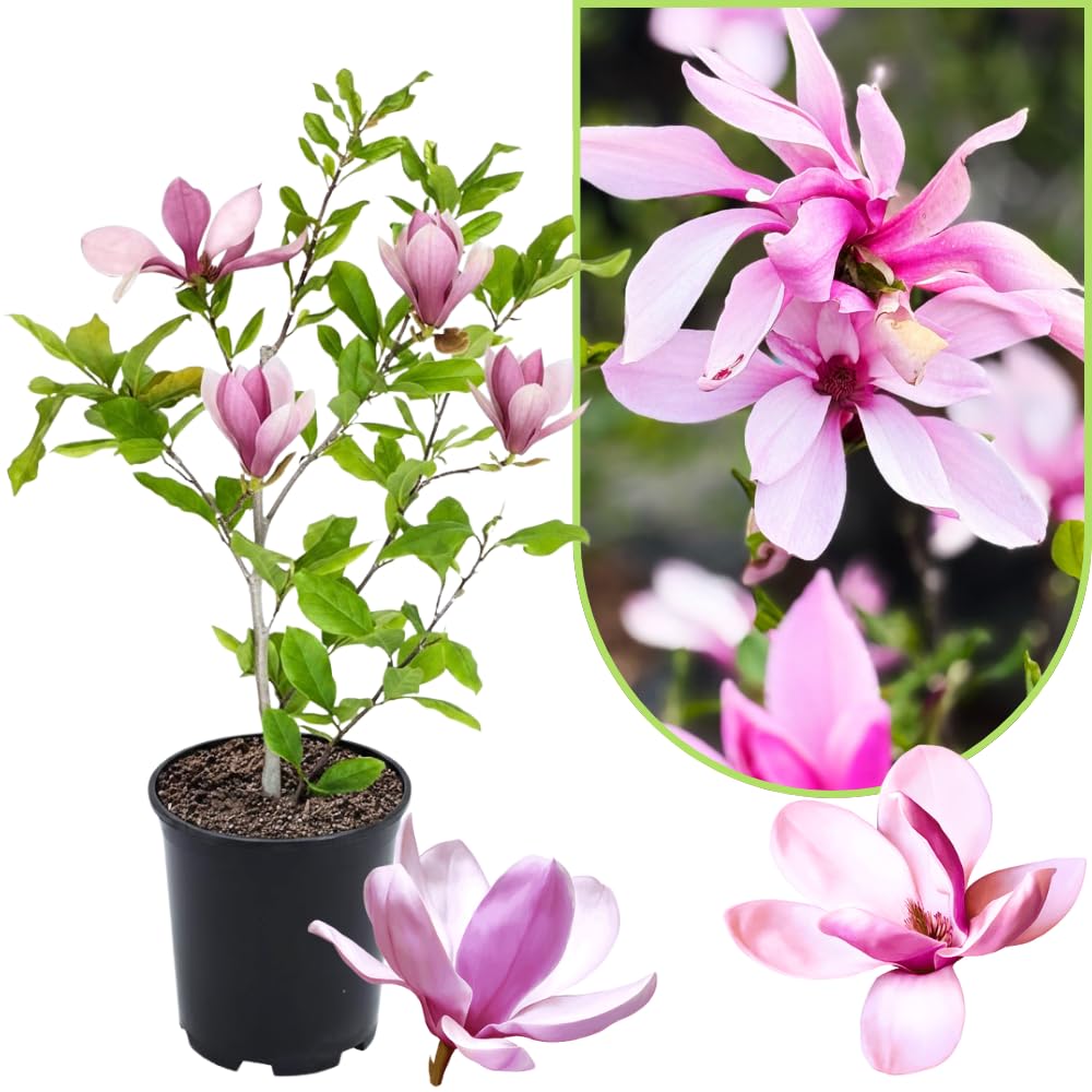 Magnolia Tree Live Plant 12 to 18 Inch Tall, Fragrant Magnolia Plant Live, Magnolia Bush Live Plant in Gallon Pot (Ann Magnolia)