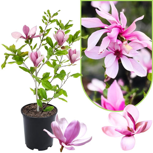 Magnolia Tree Live Plant 12 to 18 Inch Tall, Fragrant Magnolia Plant Live, Magnolia Bush Live Plant in Gallon Pot (Ann Magnolia)