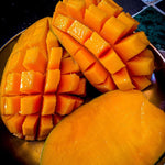 1 Year Old Mango Tree Live Plant Seedling in Gallon Pot, Fully Rooted for Zones 9-11, Cold Hardy, Ready to Planting Outdoor, Full Sun, Tommy Atkins Mango Plant, No CA
