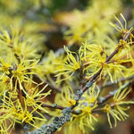 Witch Hazel Tree Shrub Bushes, Yellow Flowering Witch Hazel Live Plants in Quart Pot, Witch Hazel Plants Tree
