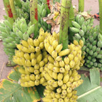 Banana Plant Live, NAM Wah Banana Tree Live Plant, Hardy Banana Fruit Seedling 4 to 8 Inch Tall, Indoor Outdoor