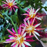 Fishbone Cactus Live Plant in 4'' Pot, Pink Epiphyllum Flower Cactus Houseplant Well Rooted, Unique Trailing Succulent for Planting