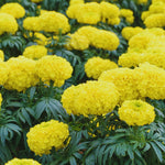 Yellow Marigolds Live Plant, Marigold Plants Live, 6 to 8 Inc Tall, Yellow Blooms Spring Flower Plant
