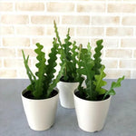 Trailing Epiphyllum Pink Fishbone Cactus Live Plant in 4" Pot, Indoor Outdoor Succulent Cactus Houseplant for Home Decor, No CA