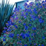 Lot 3 Blue Tibouchina Plants Live for Growing Indoor Outdoor 5 to 8 Inch Tall, Blue Tibouchina Live Plant, Tibouchina Flower