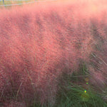 2 Pink Muhly Grass Plants Live for Planting, Ornamental Grass Live Plants, Pink Grass Indoor Outdoor, 5-9 Inch Tall