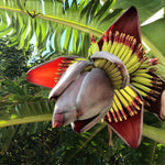 Banana Plant Live, Sweetheart Banana Tree Live Plant, Hardy Banana Fruit Seedling 4 to 8 Inch Tall, Indoor Outdoor