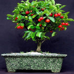Barbados Cherry Tree, 4-8 Inch Tall, Acerola Barbados Cherry Plant Live for Planting Indoor Outdoor Ornamental Garden, No Pot