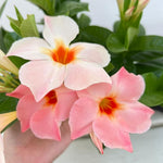 Peach Mandevilla Live Plant Vine, Climbing Mandevilla Vine Plant, 5 to 7 Inc Tall