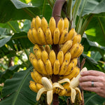 Dwarf Cavendish Banana Live Plant, Sweet Yellow Fruit Tree, 12 Inch Tall