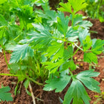 4 Parsley Plants Live for Planting, Parsley Herb Plant, from 5 to 7 Inc Long