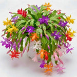 4 Christmas Cactus Plants Live, 4-7 Inch Tall (Random)