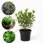 Bay Leaf Laurel Tree Live Plant, Sweet Bay Laurus Nobilis Plant Live, 7 to 9 Inc Tall