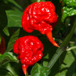 6 Red Carolina Reaper Pepper Plants Live, 80 Days Old Peppers for Growing, Hot Chili Trees for Planting, No Pot, 5 to 9 Inc Tall