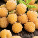 High Yield Raspberry Plants Live for Outdoor Planting, Size 5-9" in Tall, No Pot, Dormant in Winter, Cold Hardy (Fall Gold)