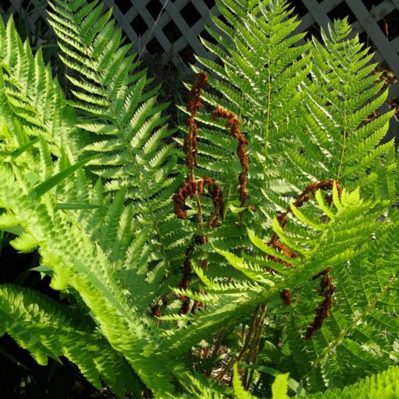 Pack of 20 Fern Bare Roots, Live Cinnamon Fern Plants, 3 to 6 Inches Long, Fern Tree Live Plant for Garden, Fern Live Plants Outdoor Indoor, Live Fern Plants