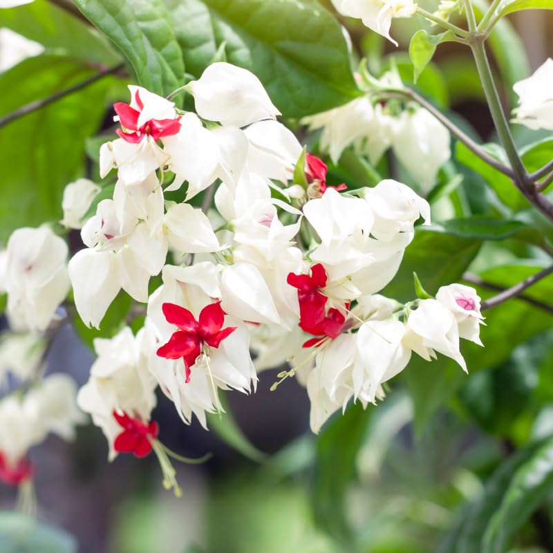 3 Clerodendrum Bleeding Heart Plants Live for Planting, 5-10 Inch Height, Clerodendrum Bleeding Heart Vine Indoor Outdoor (White Bleeding Heart)
