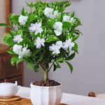 2 Jasmine Plants Live, Fragrant White Jasmine Live Plants, Fast Growing Flower Plants for Outdoor Garden, 5-7'' (Frostproof Cape Jasmine)