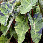 Set 2 Variegated Black Colocasia Elephant Ear Plants Live 4–7 Inches Tall, Tropical Foliage Plants for Outdoor Garden, Large Leaf Plants for Patio, Containers or Landscape