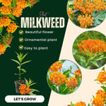 2 Butterfly Milkweed Plants Live, Asclepias Tuberosa Tropical Milkweed Flowers for Butterfly Garden, 4-9" Tall Perennials, No Pot Included (Orange Milkweed)