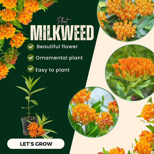 2 Butterfly Milkweed Plants Live, Asclepias Tuberosa Tropical Milkweed Flowers for Butterfly Garden, 4-9" Tall Perennials, No Pot Included (Orange Milkweed)