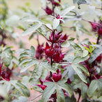 Set of 2 Cranberry Hibiscus Live Plants, Tropical Hibiscus Bush, 4-6 Inches Tall, Outdoor Garden Plant, Very Hardy
