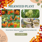 2 Butterfly Milkweed Plants Live, Asclepias Tuberosa Tropical Milkweed Flowers for Butterfly Garden, 4-9" Tall Perennials, No Pot Included (Red Milkweed)