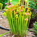 Yellow Nepenthes Pitcher Plant Live in Pot, Pond Plant, Exotic Tropical for Indoor Outdoor Décor, Easy to Grow, Rare Variety, 7 Months Old