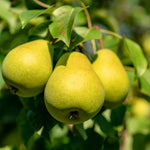Pear Tree Plant Live, Sweet Crisp Fruit Tree, 1.5-2.5 Ft Tall