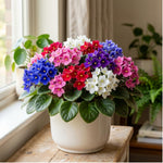 2 African Violet Plants, Violet Live Plant, 3-5 Inc Tall, Colorful Blooms