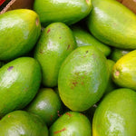 Live Large Fruit Avocado Tree Plant in 3 Gallon Pot, Cold Hardy Avocado Tree 2-3 Ft Tall, Ready to Bear Fruits