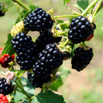 2 Arapaho Thornless BlackBerry Plants Live for Planting 5 to 8 Inch Tall, Arapaho BlackBerry Bush Live Plant, Thornless Blackberries Live Plants