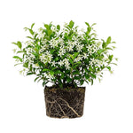 Confederate Star Jasmine Live Plant – Climbing White Flower Vine, Fragrant Indoor & Outdoor 4-6” Tall Decorative Plant