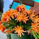 Easter Cactus Live Plant, 4-9” Tall, Rooted Holiday Cactus Succulent Plant for Indoor or Outdoor Growing, Easy Care Flowering Houseplant (Orange Easter Cactus)