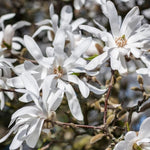 Magnolia Plant Live 6 to 12 Inches Tall, in 2.5 Inches Pot, Magnolia Tree Live Plant, Fragrant Magnolia Flowers (Star Magnolia)