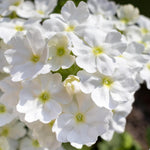 Set 2 Verbena Live Plants, Perennial Verbena Flowers, Long-Lasting, Hardy Flowering Plant for Planting (White)